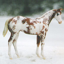 Weanling Painted by Mindy Winchester